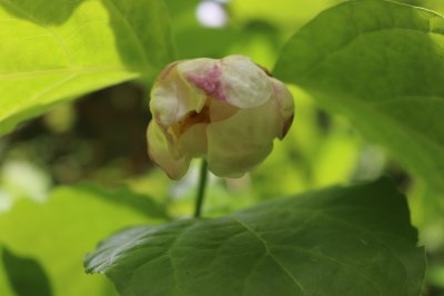 Sinocalycanthus chinensis - sazaníkovec čínský - rozvíjící se květ